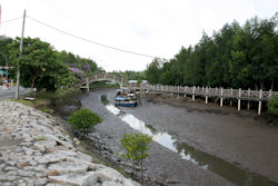 rivier mangrove